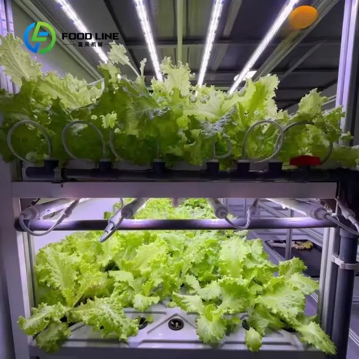 Grande serre agricole à simple travée avec panneaux PIR et système intelligent de culture de champignons pour ferme commerciale et usine de plantes
