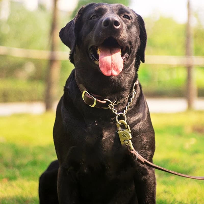 Benepaw Martingale collier en cuir sans traction Anti-fuite collier de chien d'entraînement chaîne p