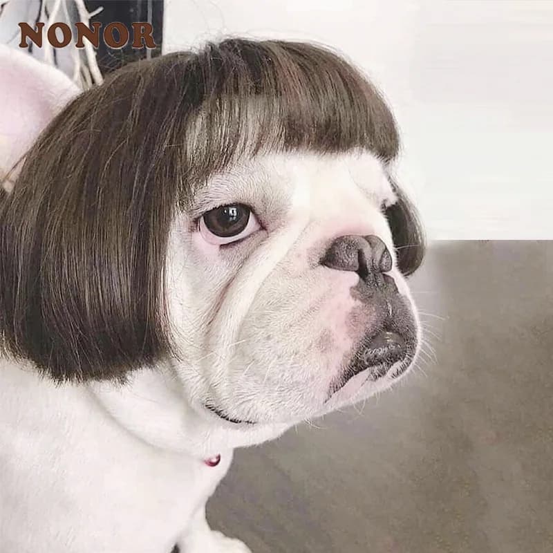 NONOR-Perruques pour animaux de compagnie, accessoires de cosplay, chapeau en élasthanne croisée, ol