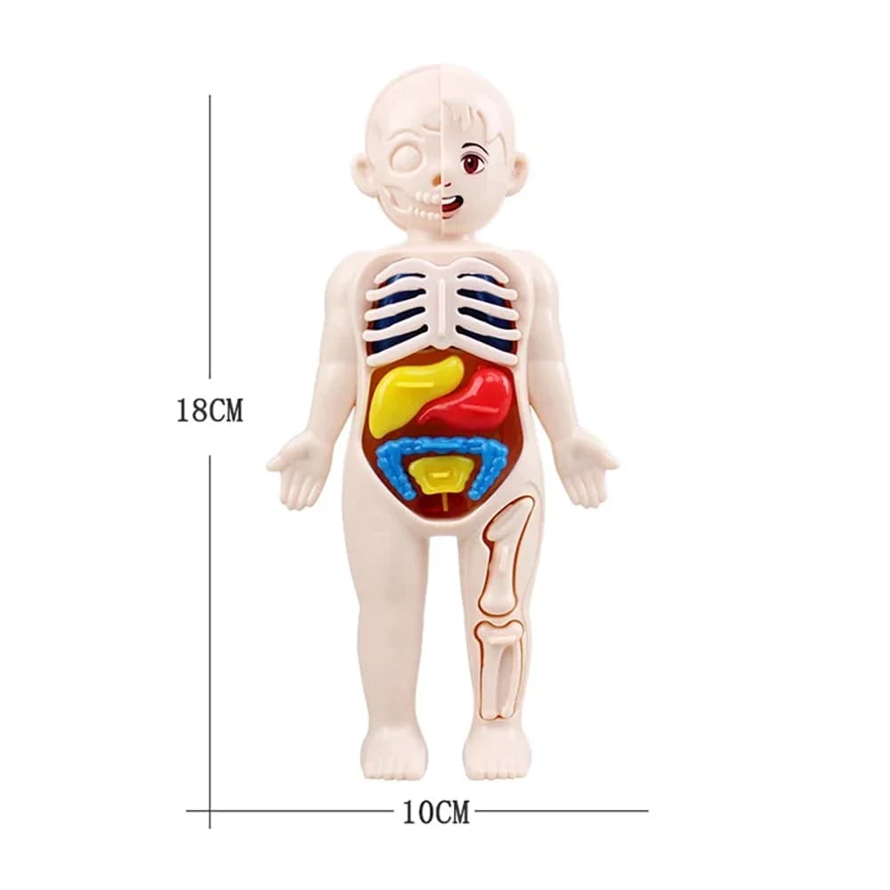 Jouets Montessori pour enfants, éducation scientifique, modèle d'anatomie d'organes du corps humain,