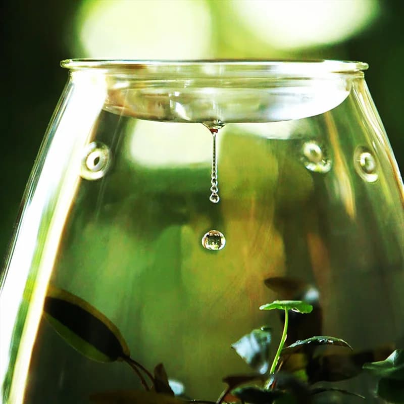 Micro bouteilles en verre de paysage avec couvercle, bouteille de mousse succulente verte fraîche, V