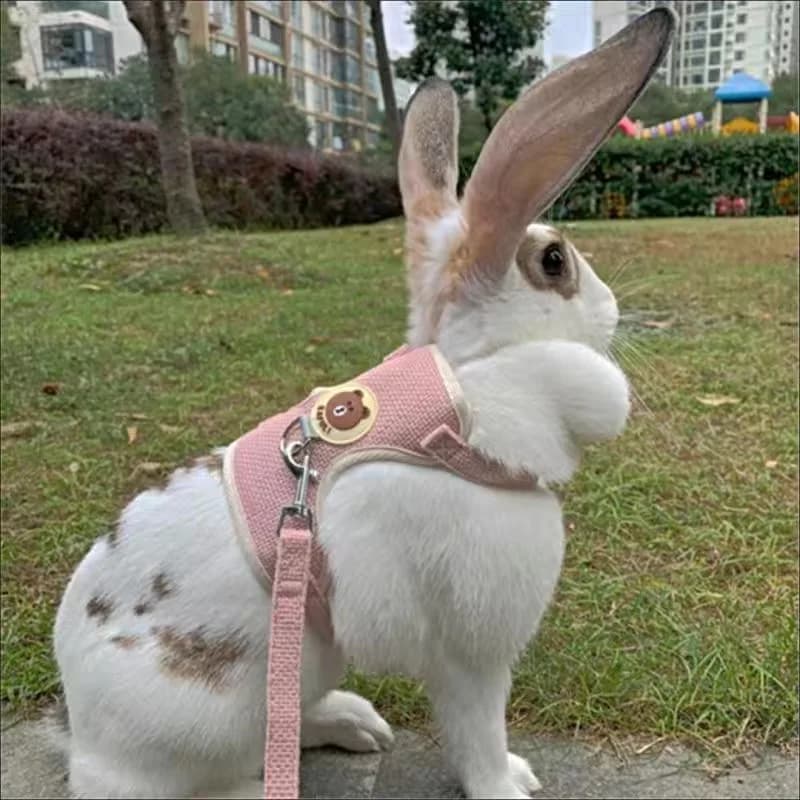 Ensemble harnais et laisse pour lapin mignon, accessoires pour animaux de compagnie, gilet, laisses 