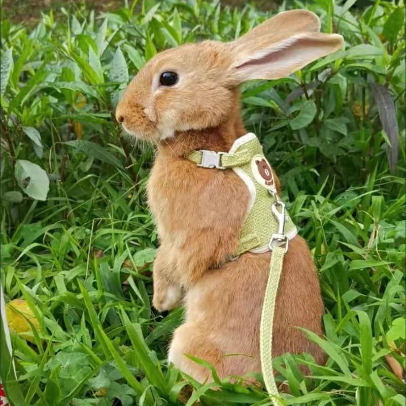 Ensemble harnais et laisse pour lapin mignon, accessoires pour animaux de compagnie, gilet, laisses 