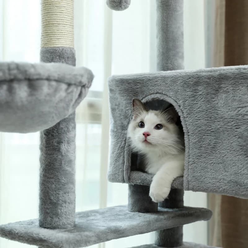 Arbre à Chat pour Grands Chats Adultes avec Super Grand Perchoir Supérieur, Tour pour Grands Chats a