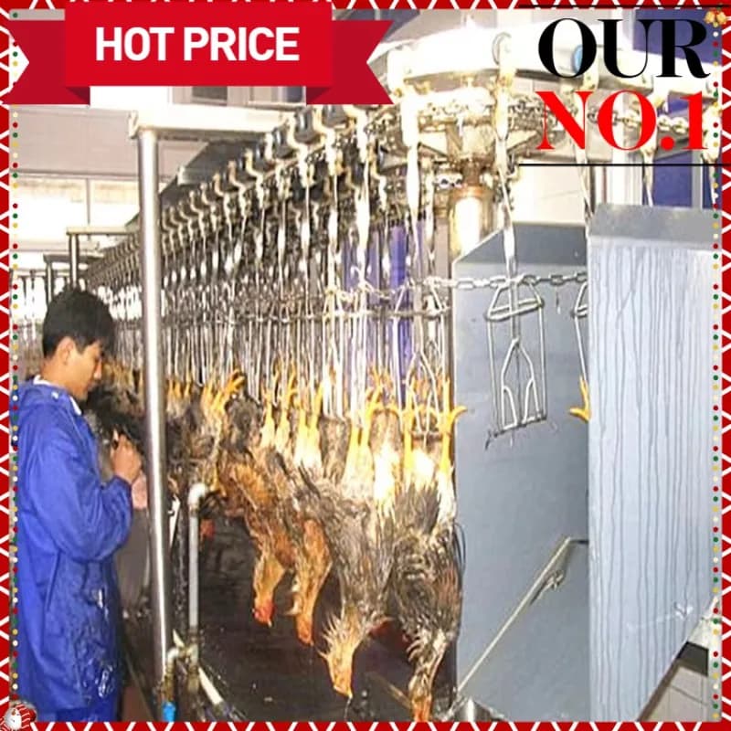 Abattage de poulet à griller avec équipement de machines d'abattage Usine de gril