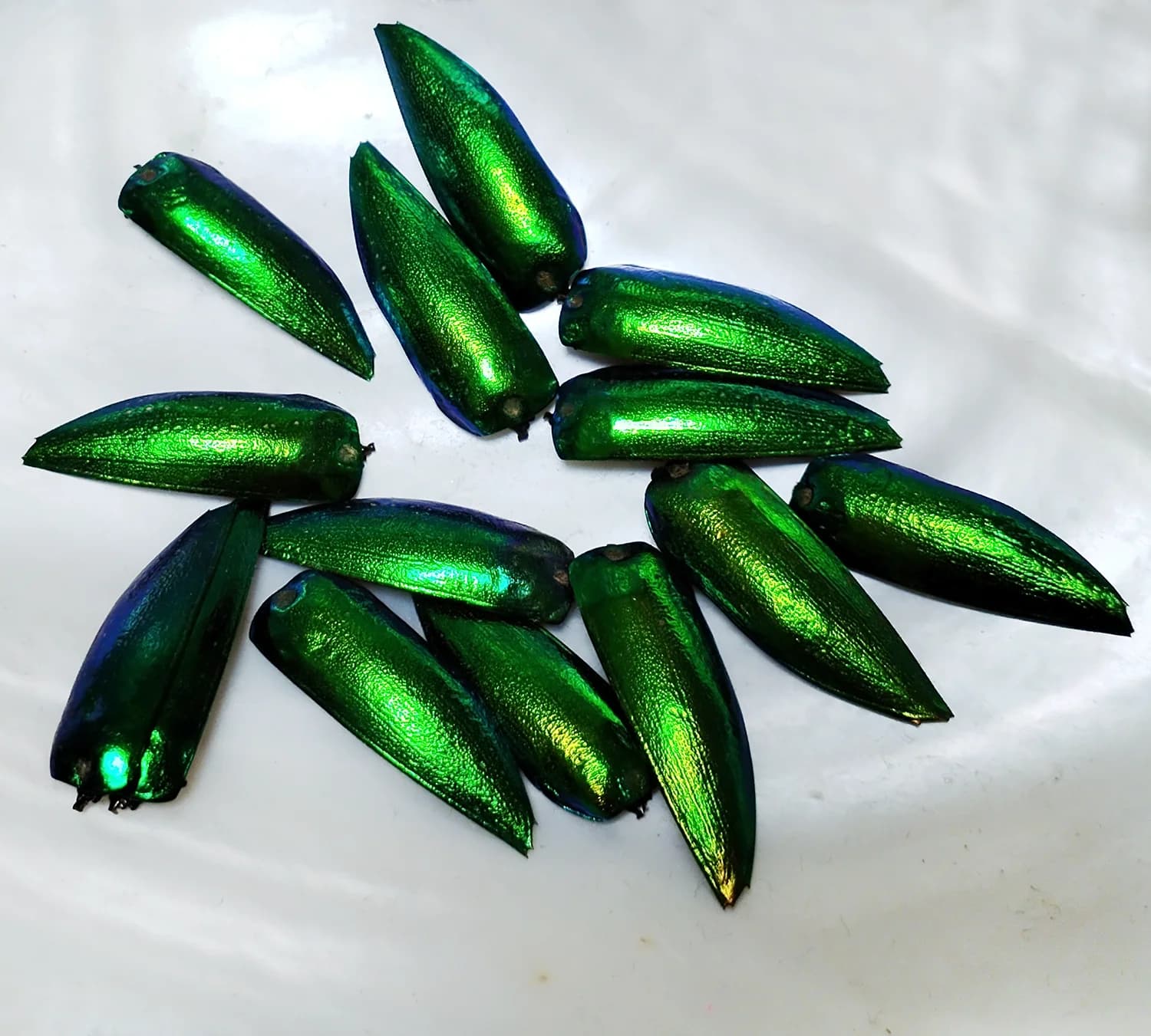 50 pièces bijou coccinelle Elytra vert émeraude vraies ailes d'élytron insectes naturels Coleoptera 