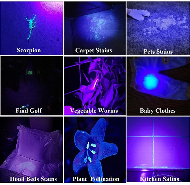 Lampe de poche UV 21/51/100 LED, 395nm, torche ultraviolette, détecteur de lumière noire pour animau