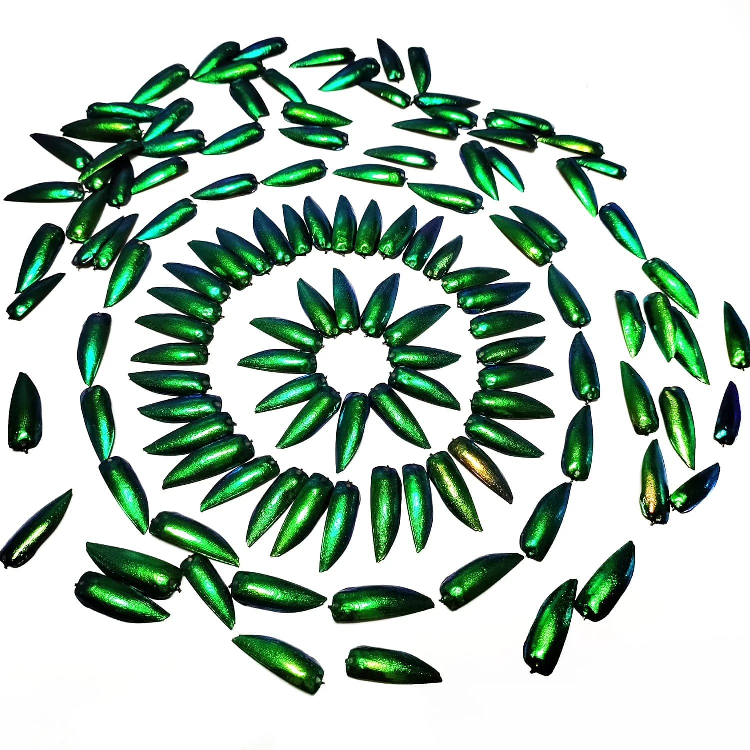 50 pièces bijou coccinelle Elytra vert émeraude vraies ailes d'élytron insectes naturels Coleoptera 