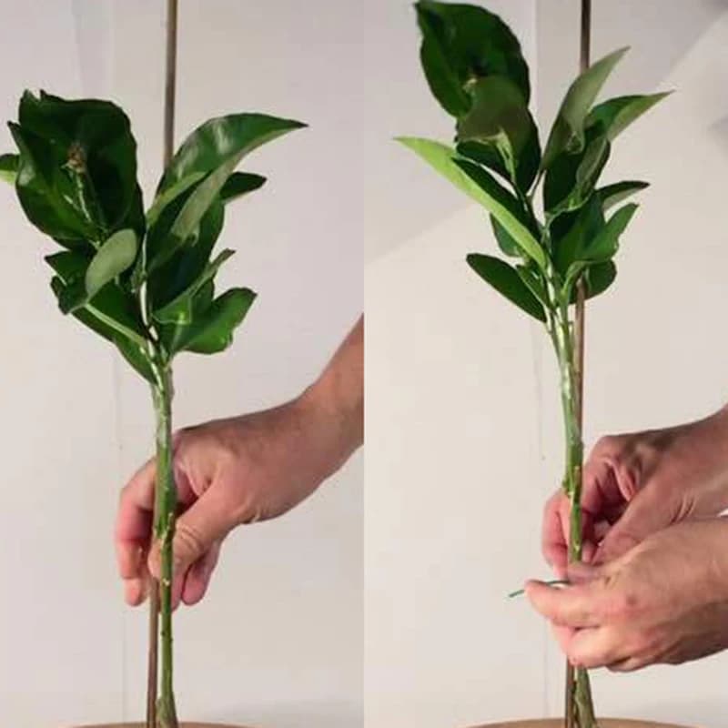 Bâtons en bois de bambou de 40cm, 50 pièces, bâtons professionnels pour plantes de jardin, cannes à