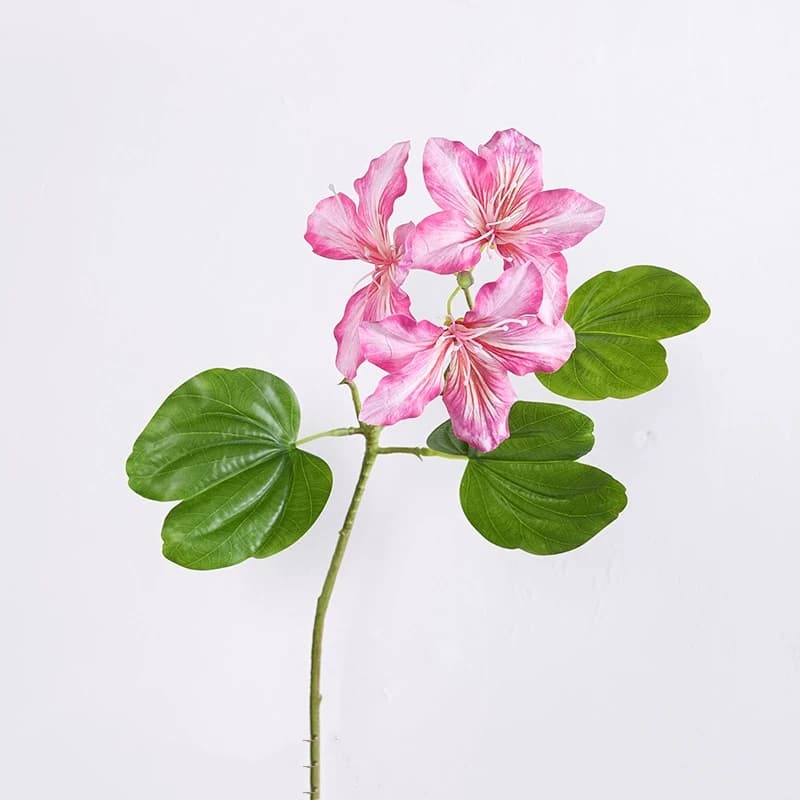 Branche de fleur Bauhinia blanche, décoration de pièce, centre de table d'hôtel, décor d'ornement, a