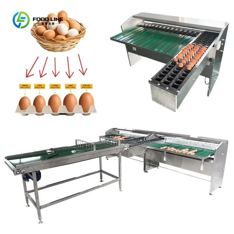 Trieuse à œufs en acier inoxydable anti-corrosion, matériau hygiénique de qualité alimentaire, facil