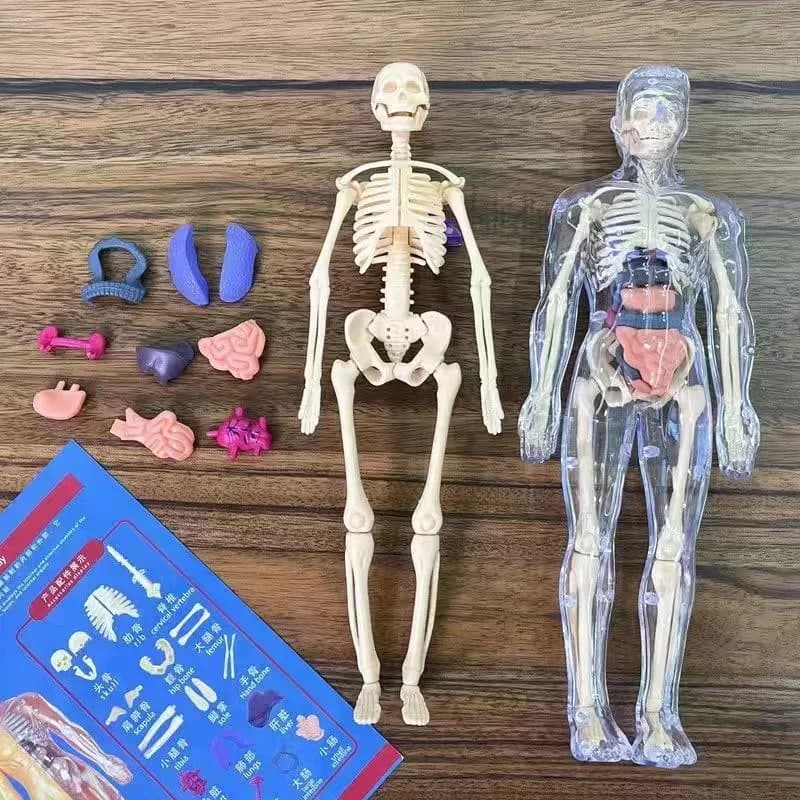 Modèle de corps humain 3D pour enfant, squelette d'anatomie, assemblage d'organes, jouets éducatifs