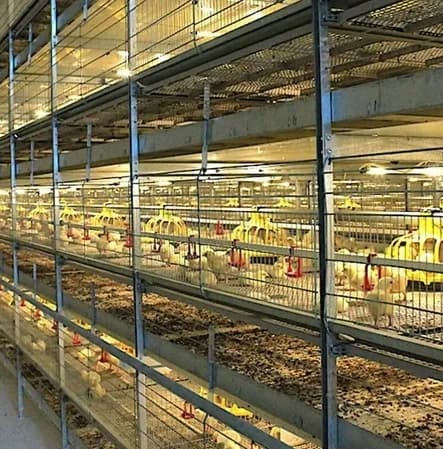Équipement avicole automatique de type H pour poulets de chair, équipement d'alimentation pour volai