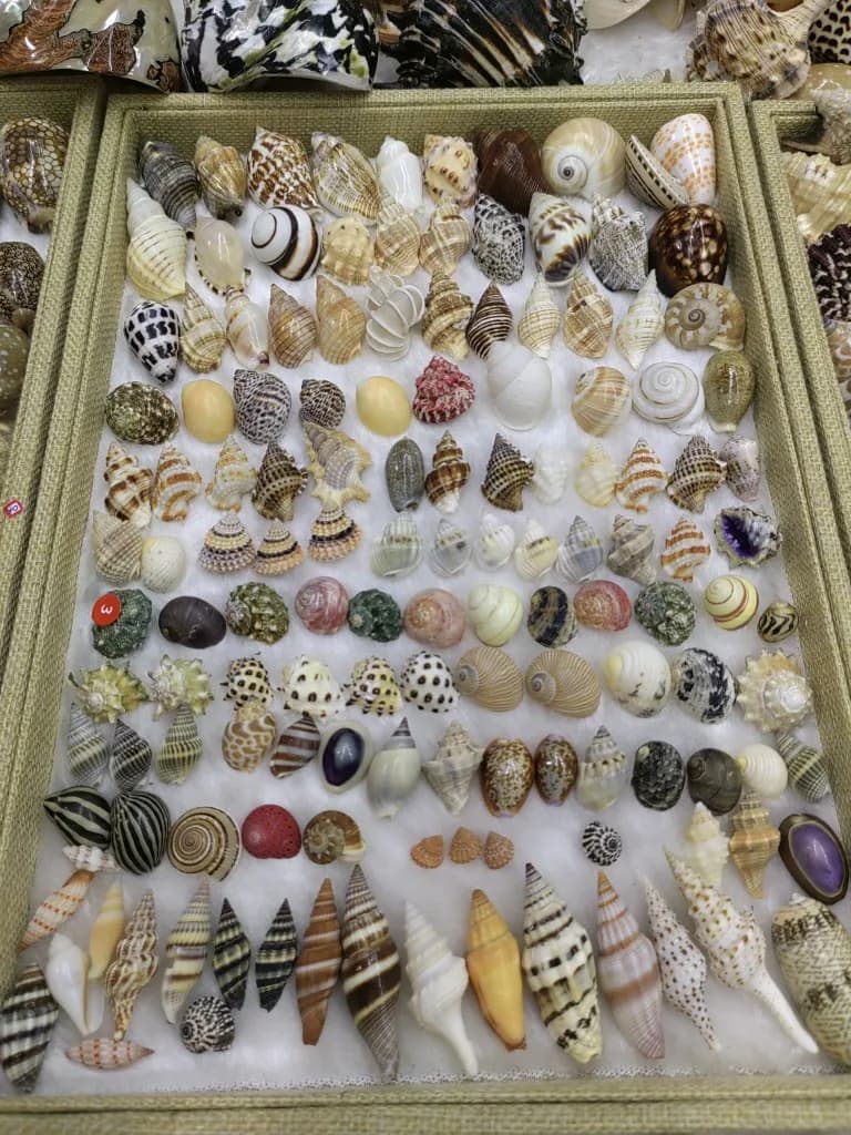 Coquillages Naturels de Conque de Mer, Décorations Artisanales Pratiques, pour Aquarium, Plage, Phot