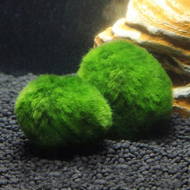 Boules de mousse Marimo vivantes 3-4cm, algues vertes, plante d'aquarium, ornement pour aquarium de